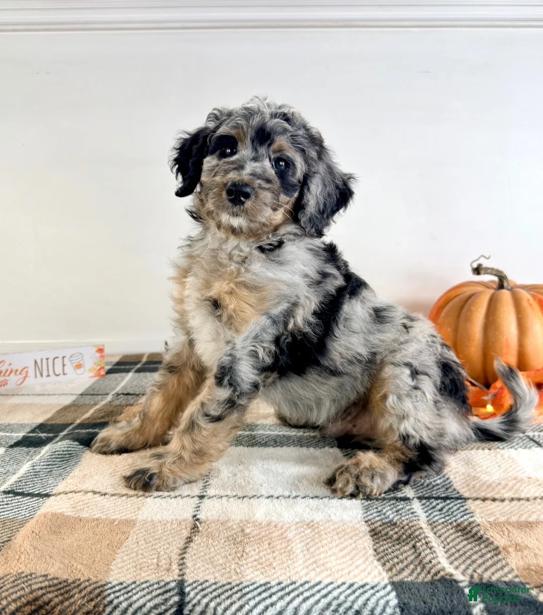 Bernedoodle dogs for sale: Harry - Ad 1