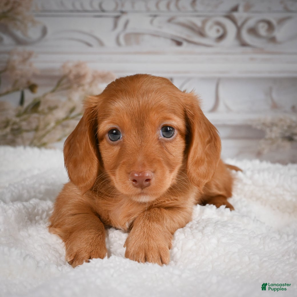 Miniature Dachshund dogs for sale: AKC-Bobby - Ad 8