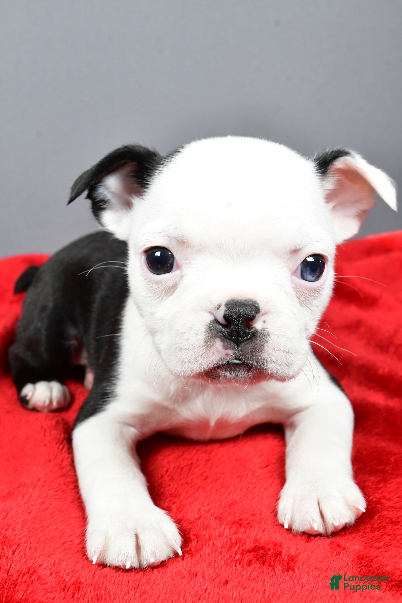 Boston Terrier dogs Trixie - Ad 2