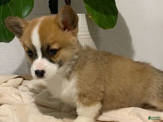 Welsh Corgi Pembroke dogs Conner - Ad 19