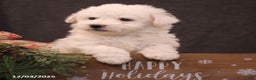 Bichon Frise dogs for sale: Jolly - Ad 2