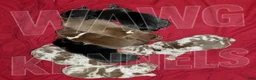 American Bully dogs for sale: American Bully 4 - Ad 3
