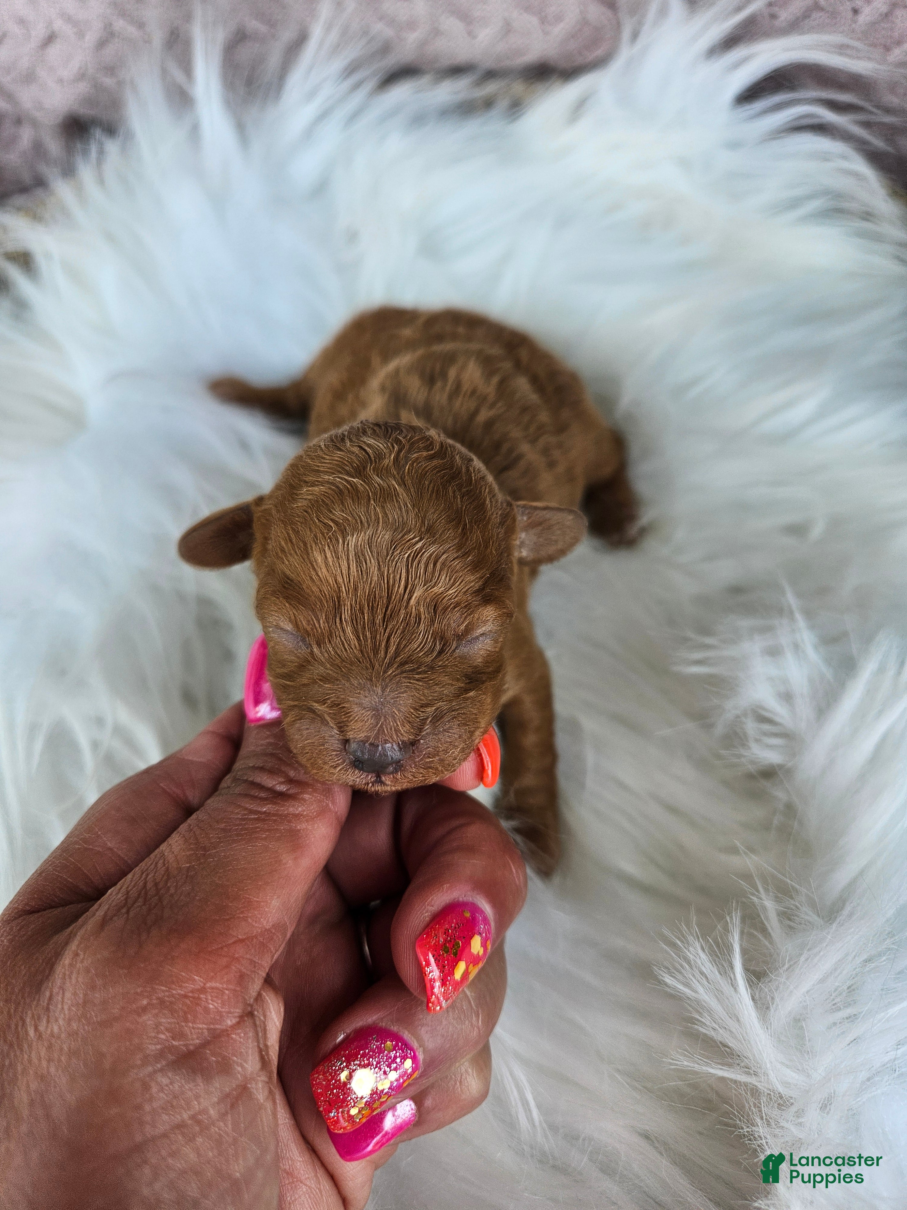 Bichpoo dogs Rosie - Ad 6