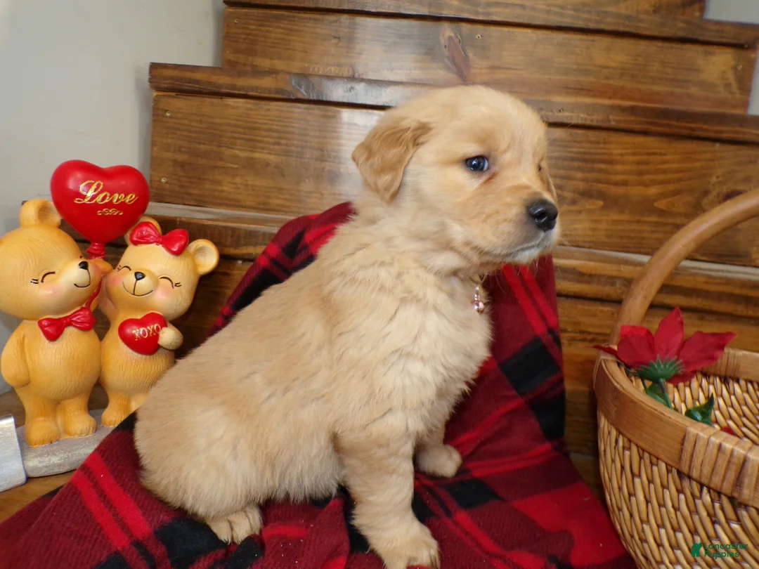 Golden Retriever dogs for sale: Golden Retriever Puppy 6 Darla - Ad 4