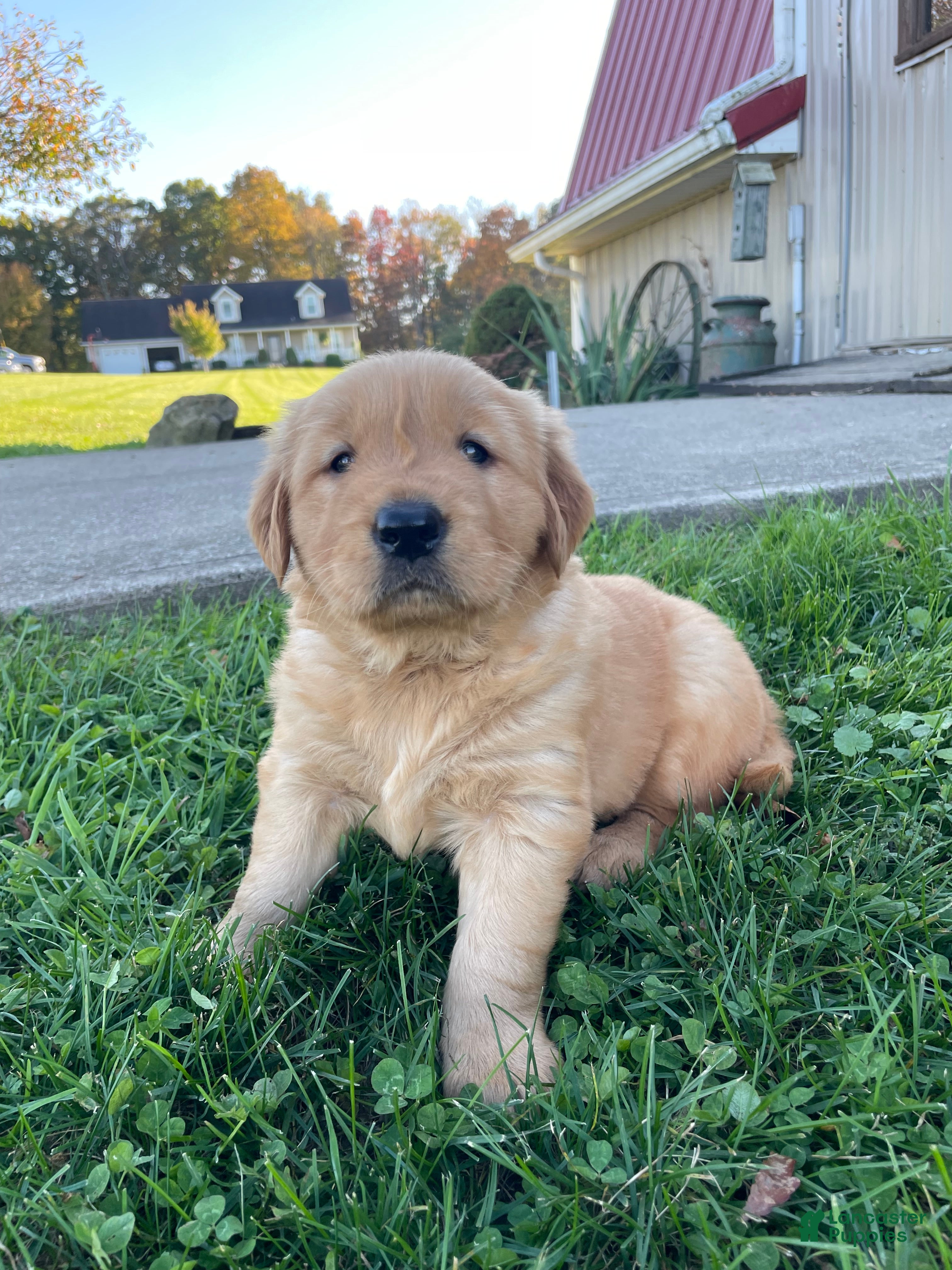 Golden Retriever dogs for sale: Daisy - Ad 2