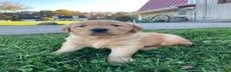 Golden Retriever dogs for sale: Daisy - Ad 2