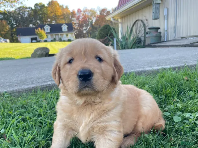 Golden Retriever dogs for sale: Daisy - Ad 2