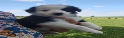 Border Collie dogs for sale: Skipper  - Ad 9