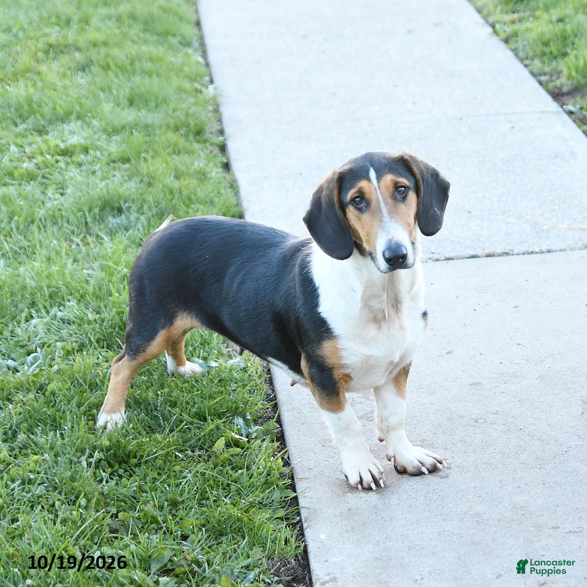 Mixed Breed dogs for sale: Bella   - Ad 1