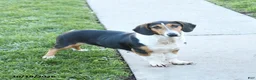 Mixed Breed dogs for sale: Bella   - Ad 1