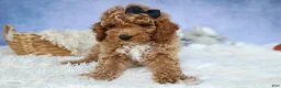 Miniature Poodle dogs for sale: WADE - Ad 4