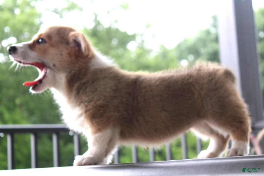 Welsh Corgi Pembroke dogs for sale: Hazel - Ad 3