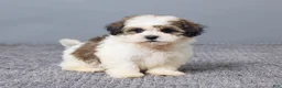 Teddy Bear dogs for sale: Lucy - Ad 5