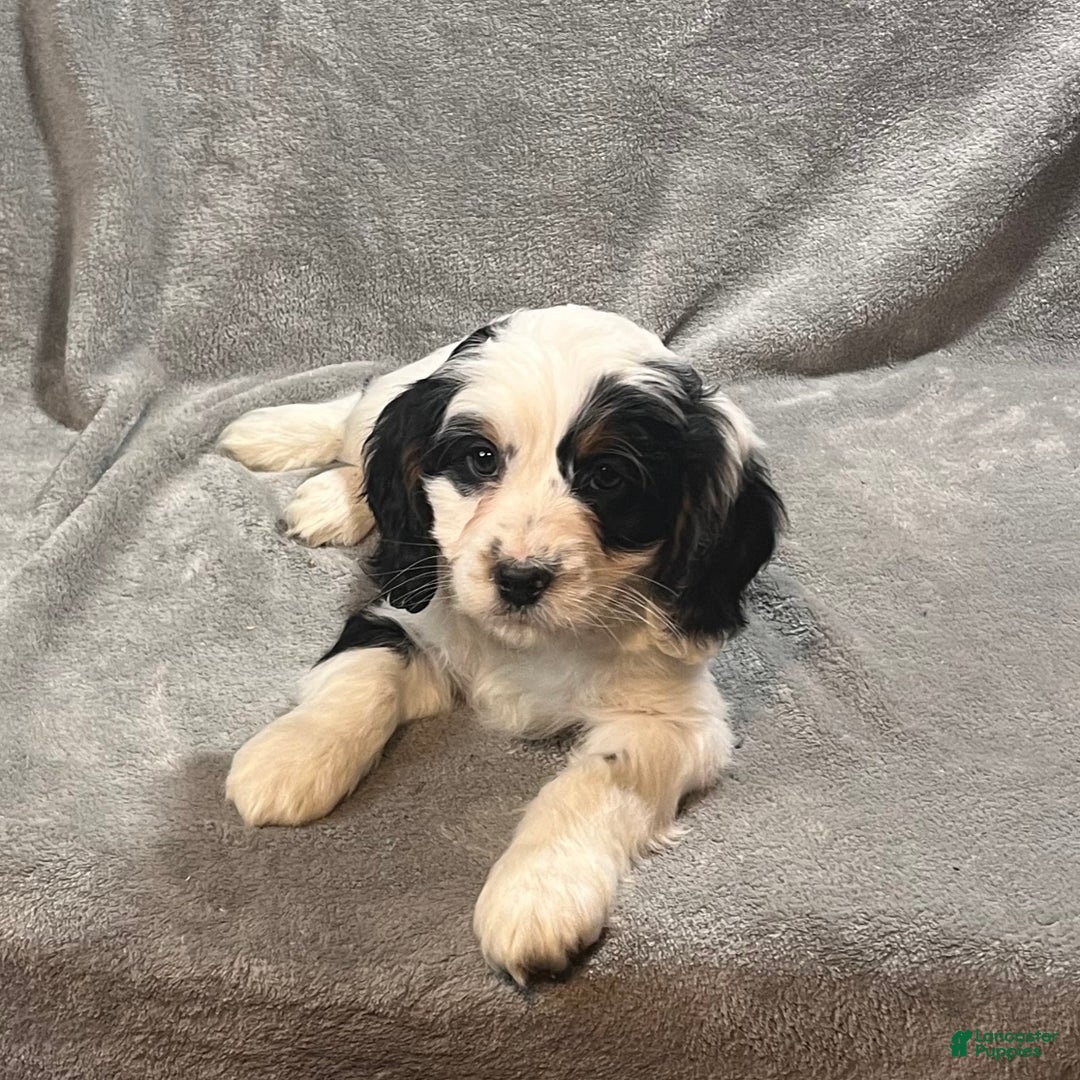 Bernedoodle dogs for sale: Gus - Ad 4