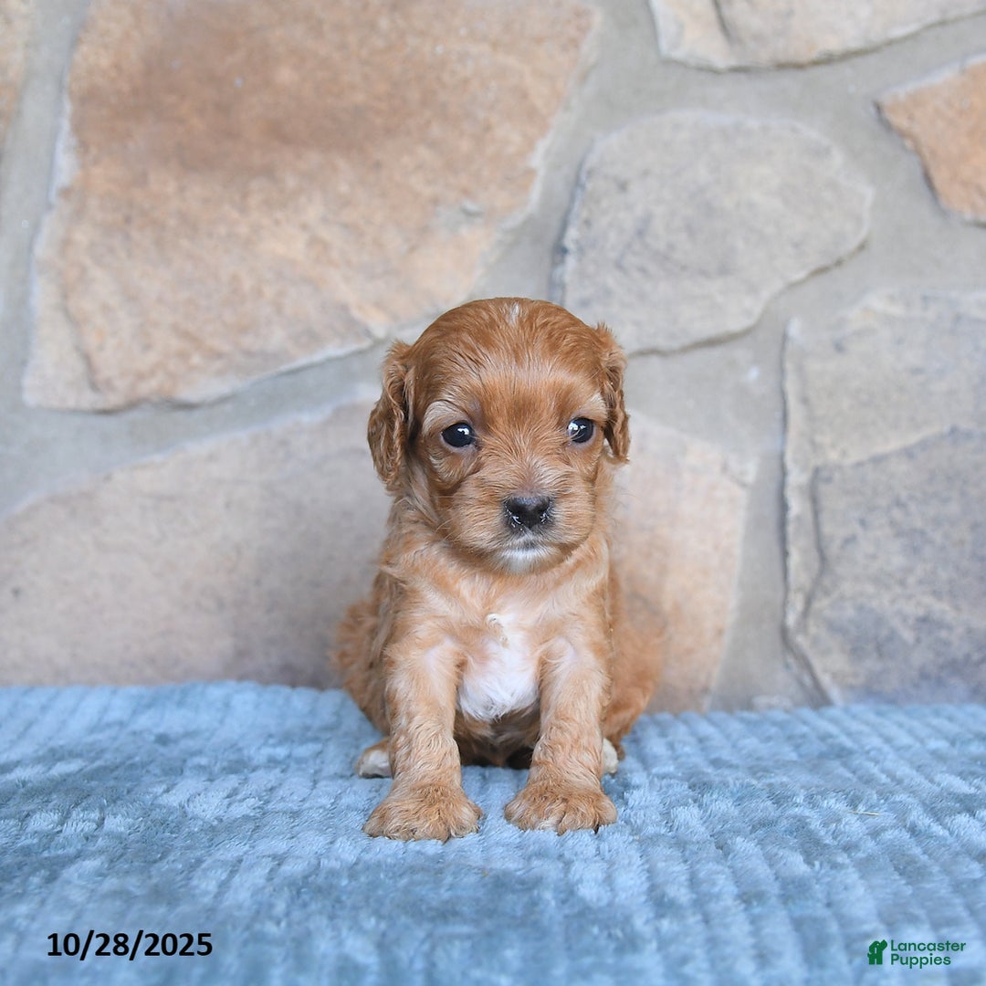 Cavapoo dogs for sale: Faye - Ad 7
