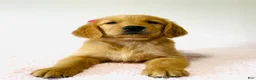 Golden Retriever dogs for sale: Bella - Ad 3