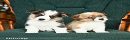 Welsh Corgi Pembroke dogs for sale: Ivy - Ad 5
