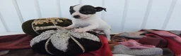 Chihuahua dogs for sale: Chihuahua 2 Sky - Ad 4