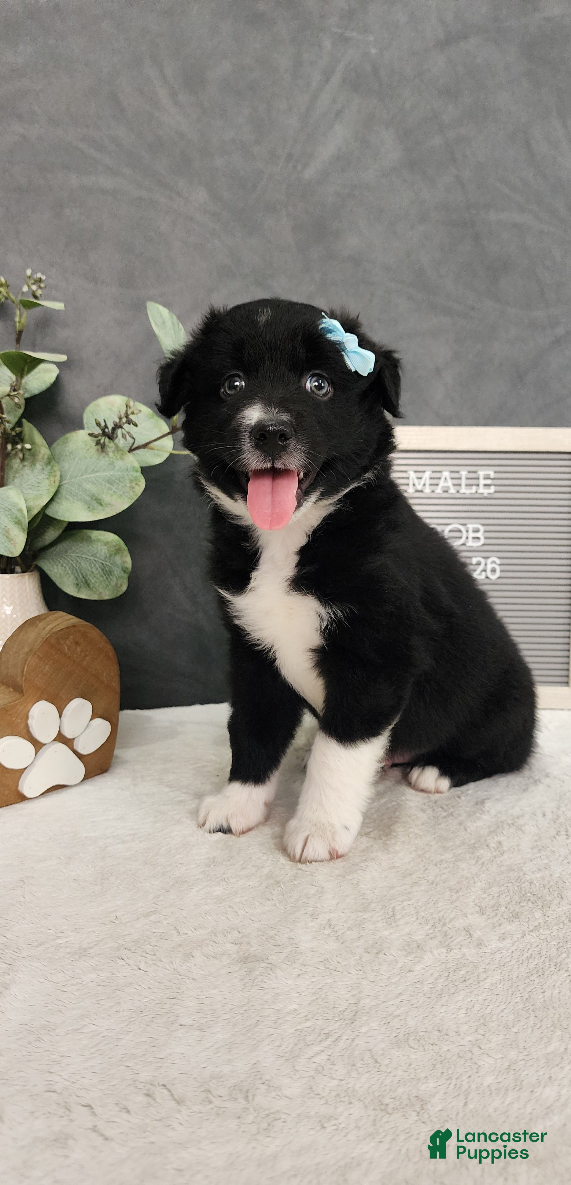 Miniature Australian Shepherd dogs Oliver  - Ad 1