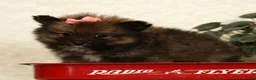 Pomeranian dogs for sale: Toffee - Ad 8