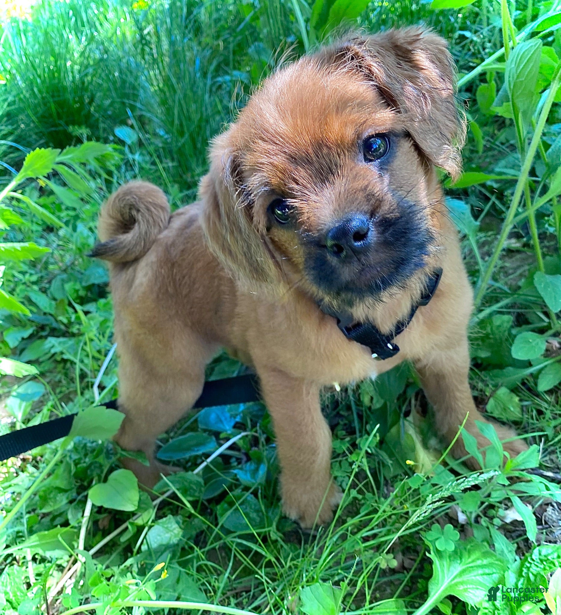 Pugapoo dogs Ozzi - Ad 1