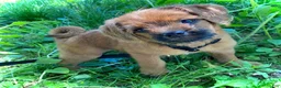 Pugapoo dogs for sale: Ozzi - Ad 1