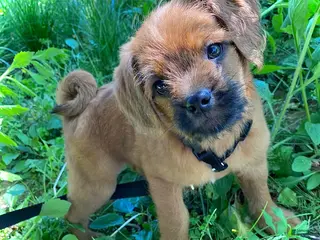 Pugapoo dogs Ozzi - Ad 1