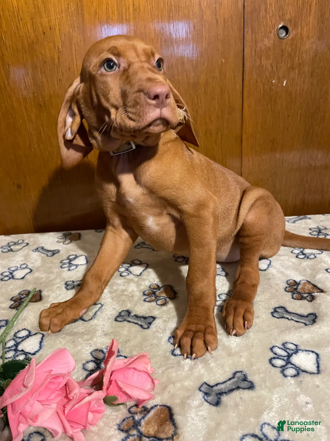 Vizsla dogs for sale: Eden - Ad 4