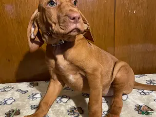 Vizsla dogs Eden - Ad 8