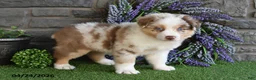 Australian Shepherd dogs for sale: Lilly Rose - Ad 5