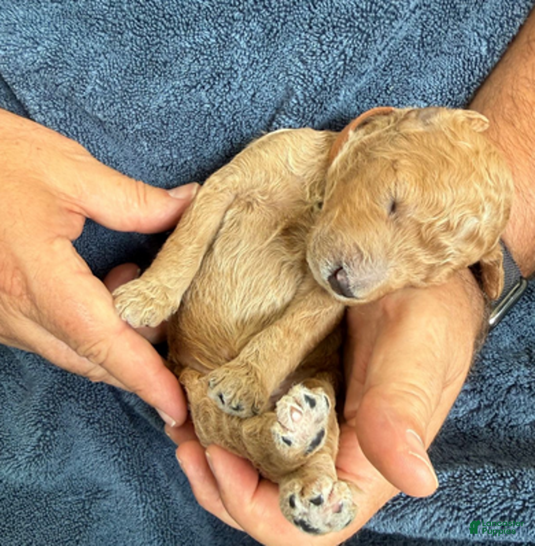 Goldendoodle dogs for sale: Male Brown Collar(Hulk) - Ad 2