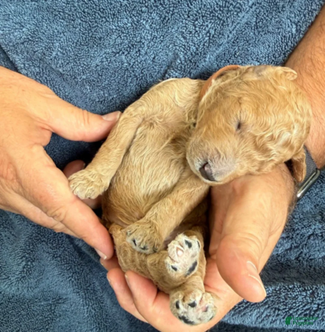 Goldendoodle dogs for sale: Male Brown Collar(Hulk) - Ad 2