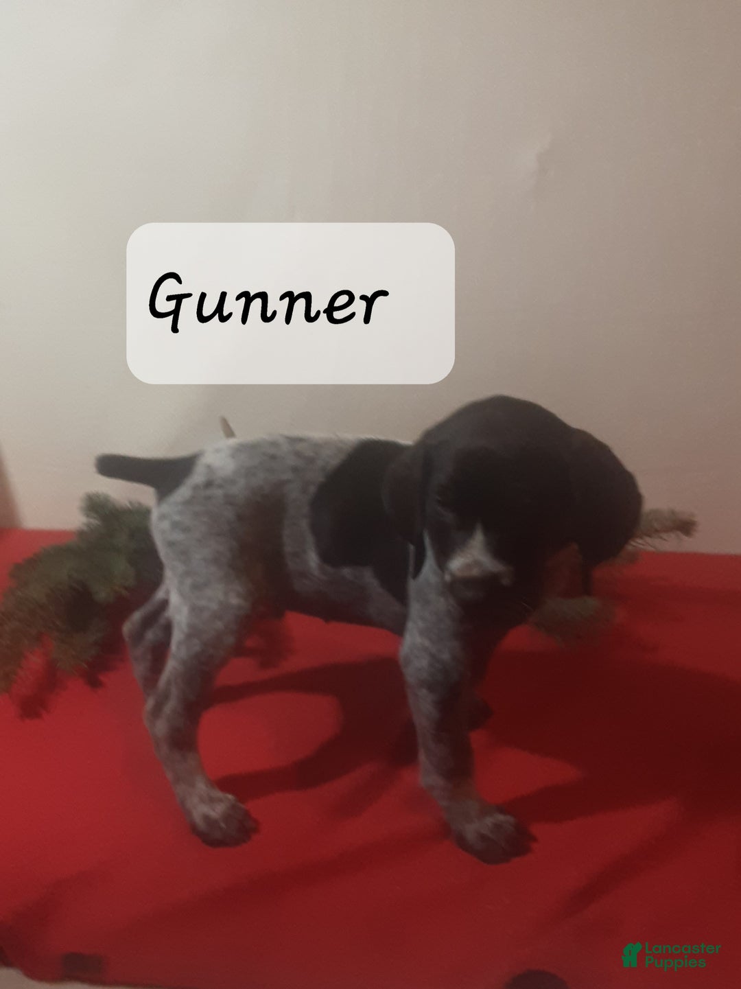 German Shorthaired Pointer dogs for sale: Gunner - Ad 2