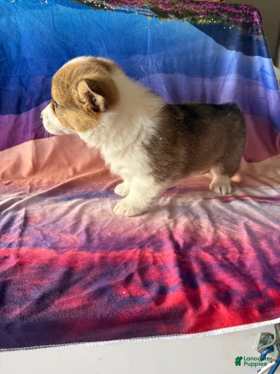 Welsh Corgi Pembroke dogs for sale:  Chelsie - Ad 2