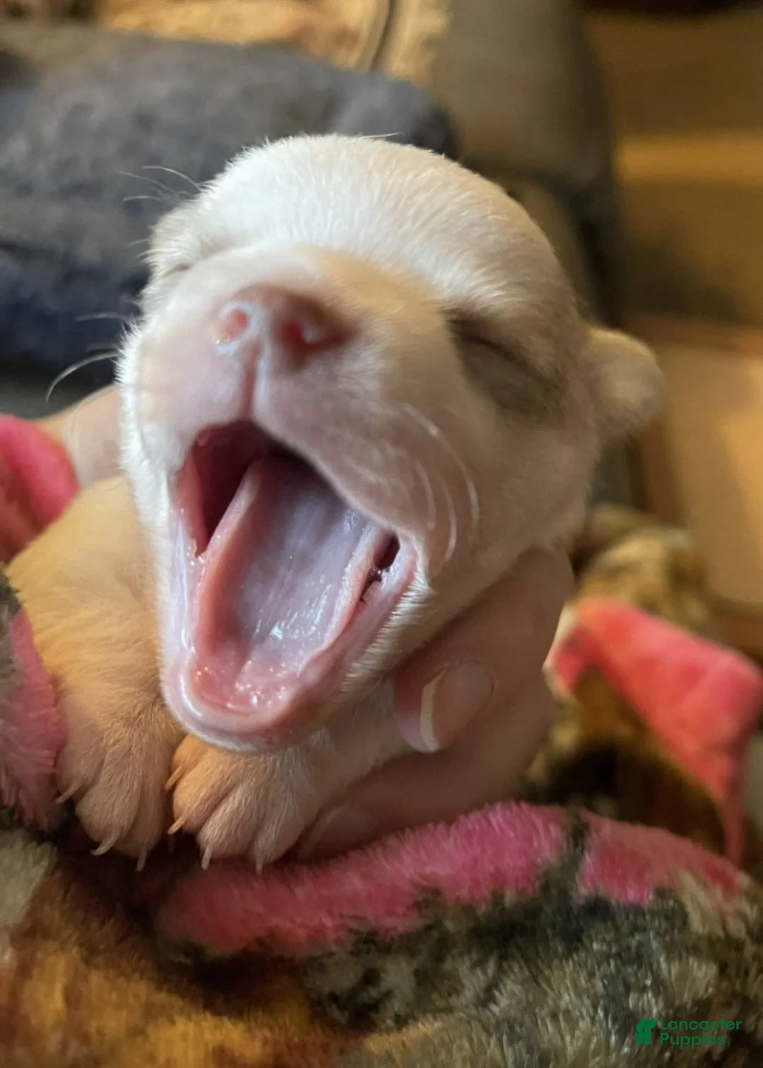 Chihuahua dogs for sale: Full AKC Snow White  - Ad 1
