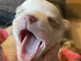 Chihuahua dogs Full AKC Snow White - Ad 10