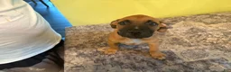 American Pit Bull Terrier dogs for sale: American Pit Bull Terrier 1 - Ad 3
