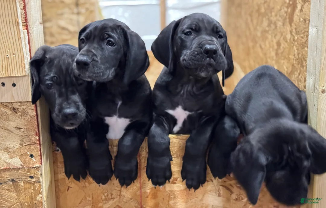 Great Dane dogs for sale: Tobie - Ad 5