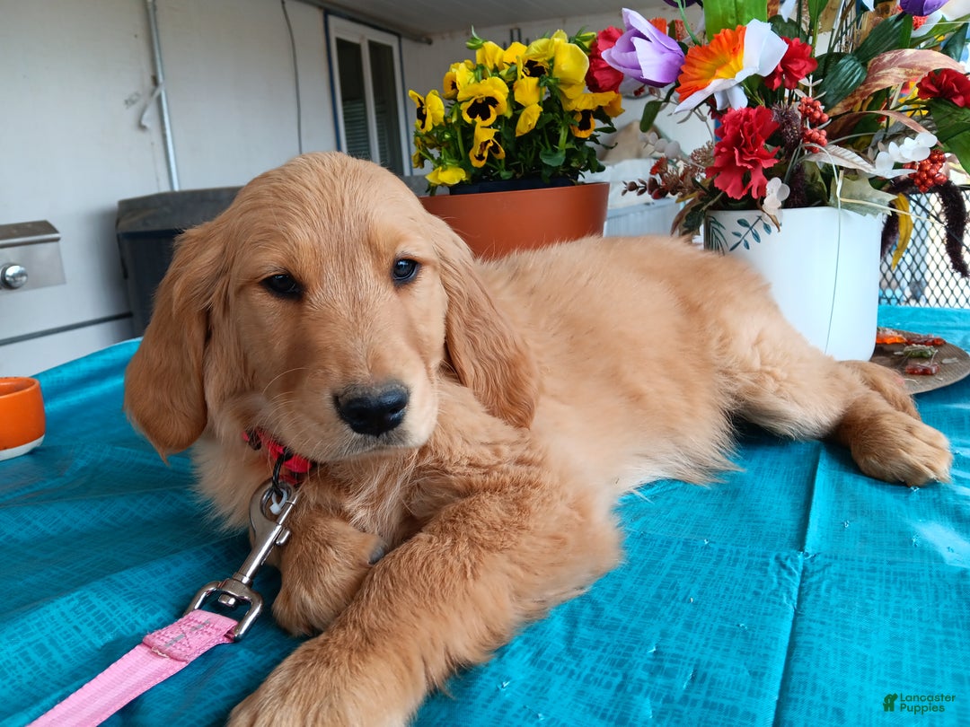 Golden Retriever dogs for sale: Sport - Ad 3