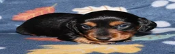 Miniature Dachshund dogs for sale: Flossy’s male - Ad 7