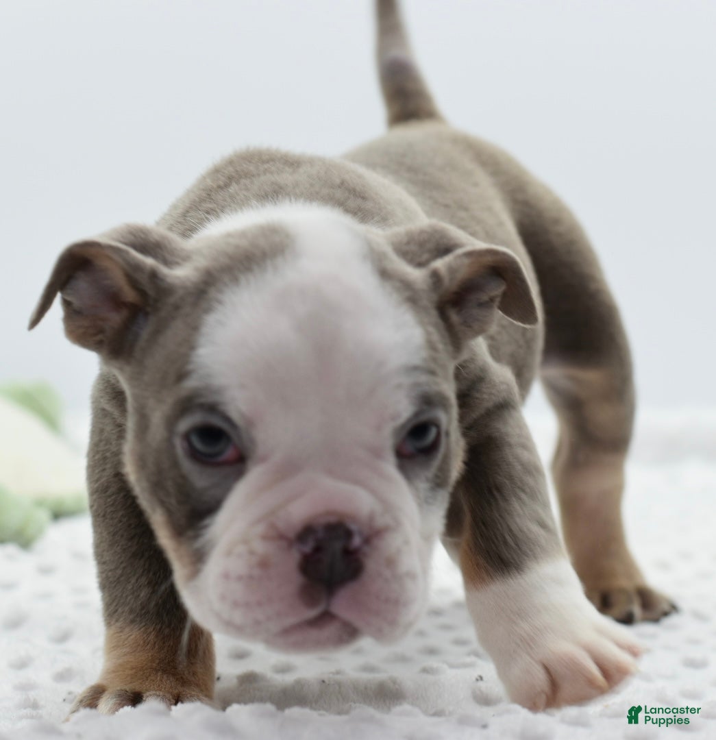 Mixed Breed dogs Turbo Merle blue eyes - Ad 34