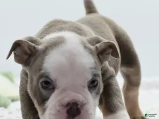 Mixed Breed dogs Turbo Merle blue eyes - Ad 1