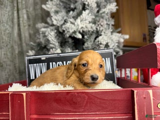 Miniature Dachshund dogs Russian red Triscuit larger - Ad 27