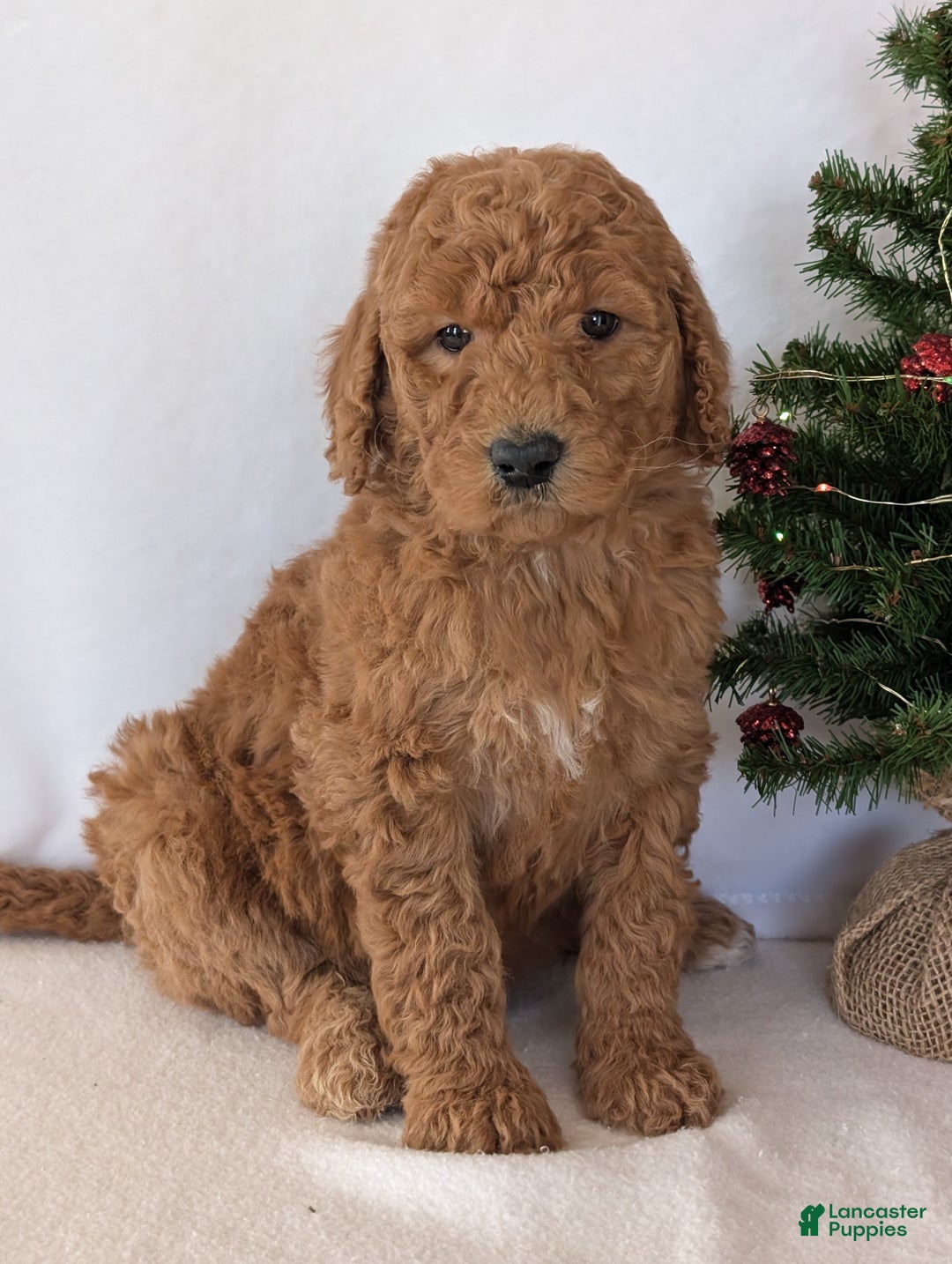 Goldendoodle dogs for sale: Miss Daisy  - Ad 7