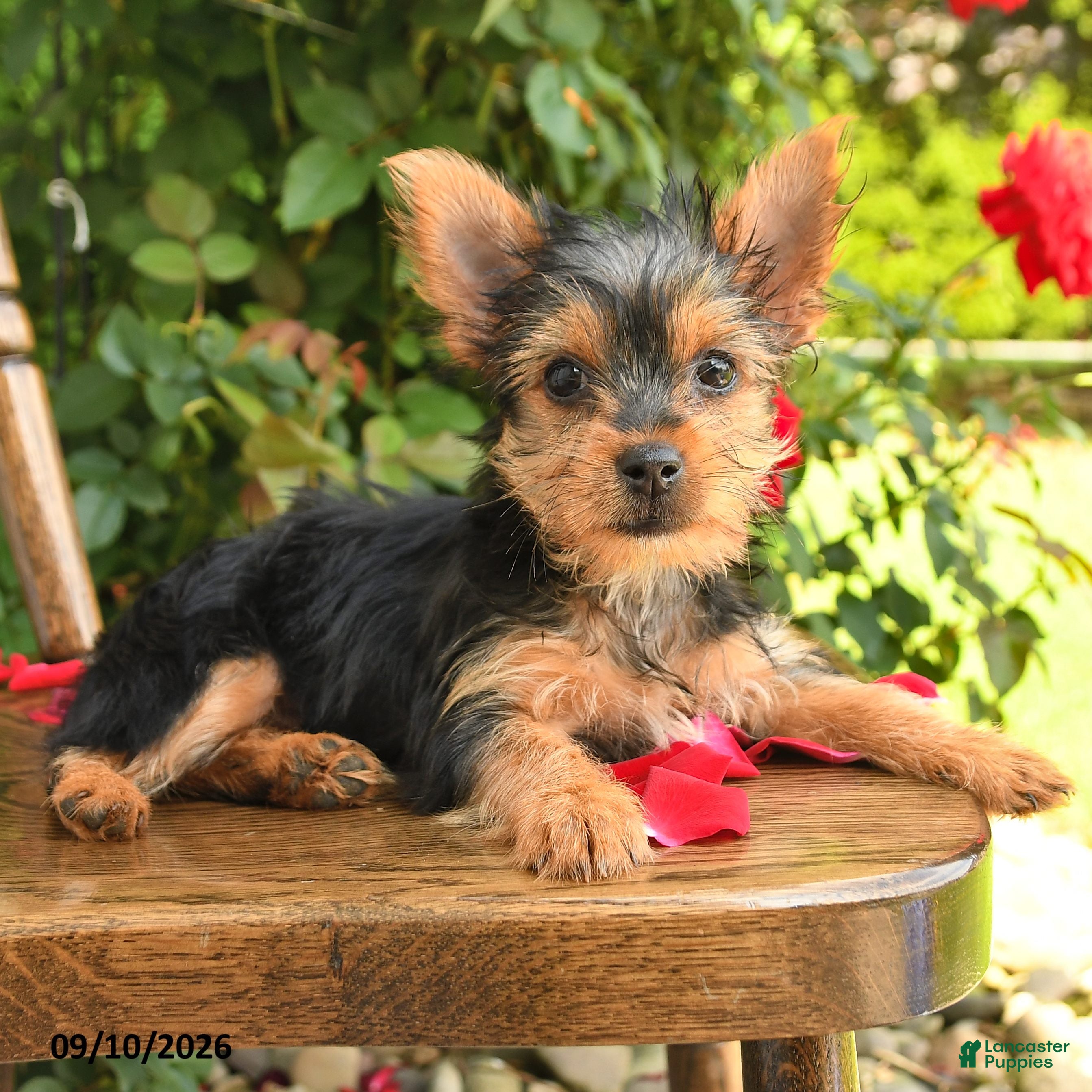 Yorkshire Terrier dogs Angel Teacup - Ad 1