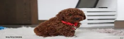Toy Poodle dogs for sale: Abaro - Ad 17