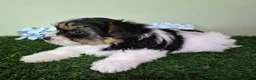 Yorkshire Terrier dogs for sale: Milo - Ad 5