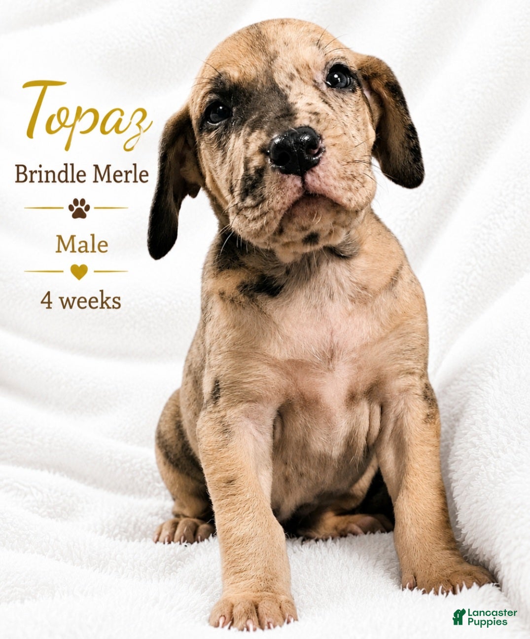 Great Dane dogs Topaz - Ad 37