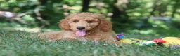 Standard Poodle dogs for sale: Leo - Ad 31