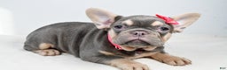 French Bulldog dogs for sale: Clover  - Ad 7